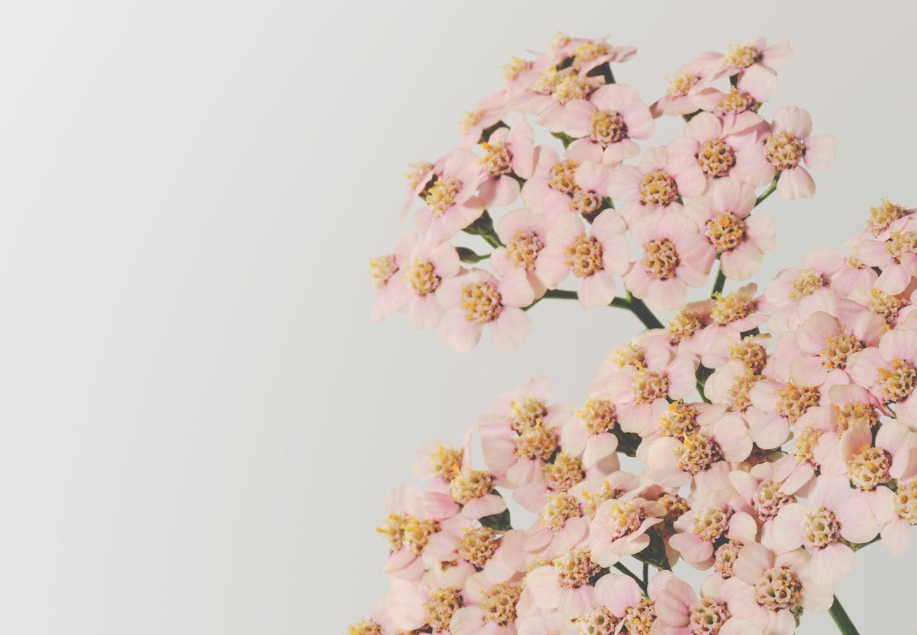 Anti-Aging mit alpinen Pflanzen: Susanne Kaufmanns Ansatz für strahlende Haut in jedem Alter - Susanne Kaufmann