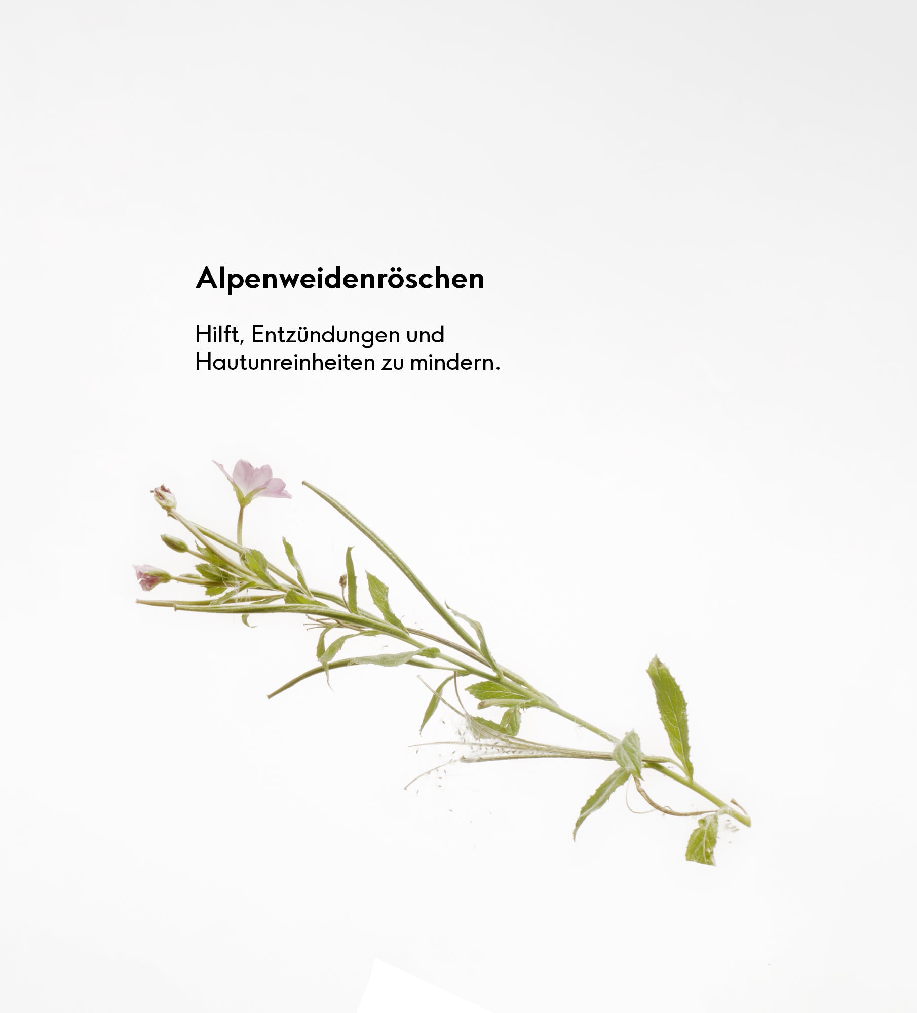 Purifying Cleansing Gel & Refill Set - Susanne Kaufmann